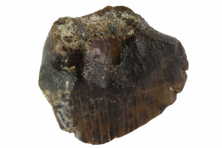 Fossil Ankylosaur Tooth - Montana #97506